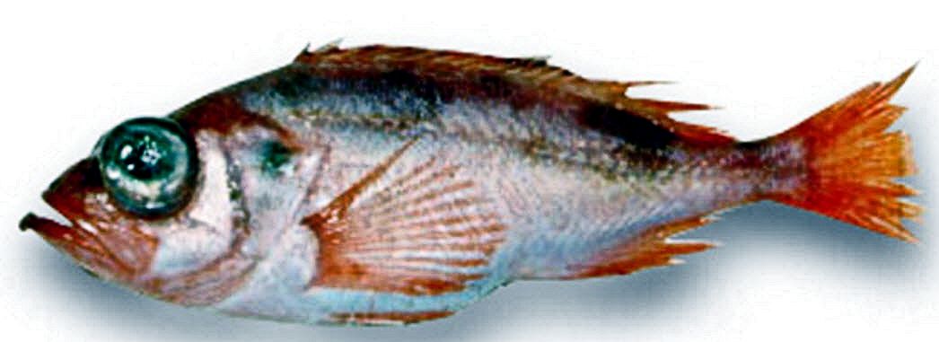 Sebastes mentella_02.jpg